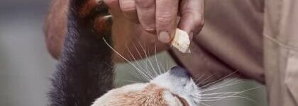 Découvrez 10 métiers pour travailler avec les animaux