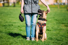 éducateur canin
