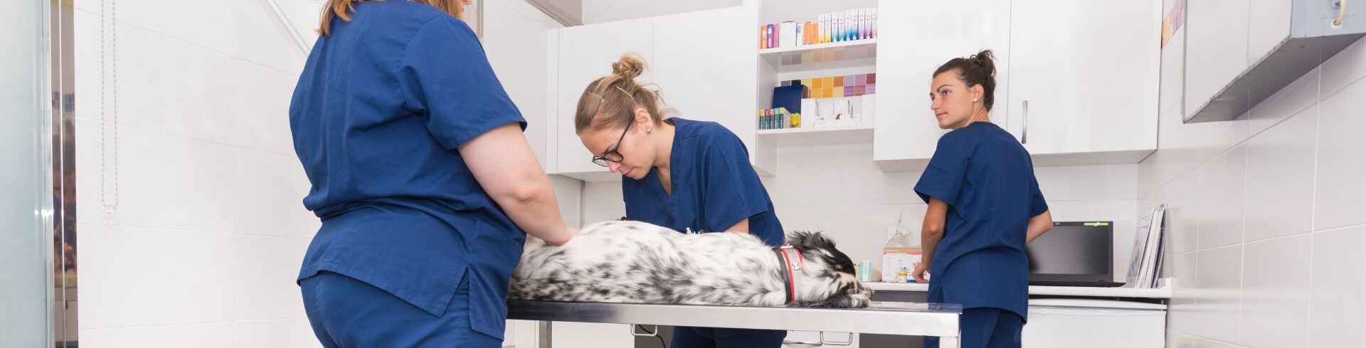 formation auxiliaire v&eacute;t&eacute;rinaire