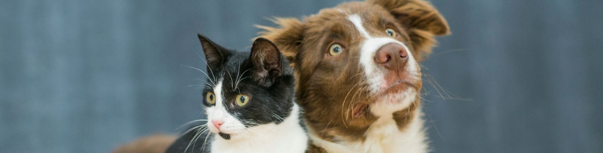 Quelle formation choisir pour devenir &eacute;leveur canin ou f&eacute;lin ?