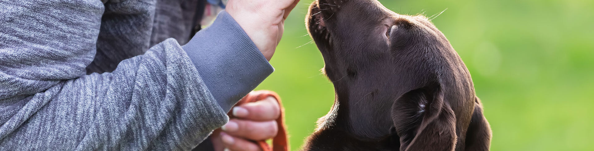 Comment devenir éducateur canin ?