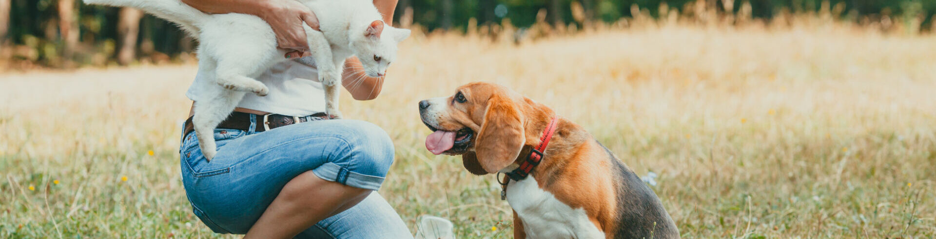 Éleveur canin et félin : un métier de passion dédié aux animaux
