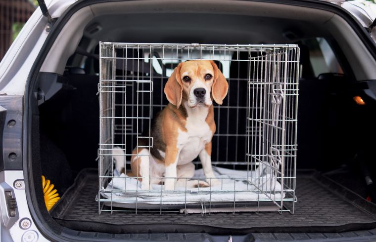 Photographie d'un chien dans un taxi animalier