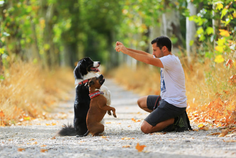 Photographie d'un ducateur canin qui duque un chien