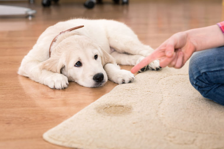 Photographie d'un labrador avec son éducateur canin