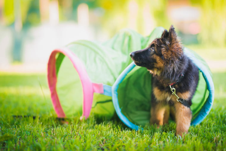 Photographie d'un chiot qui s'amuse