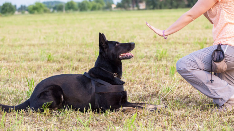 Photographie d'un ducateur canin avec un chien