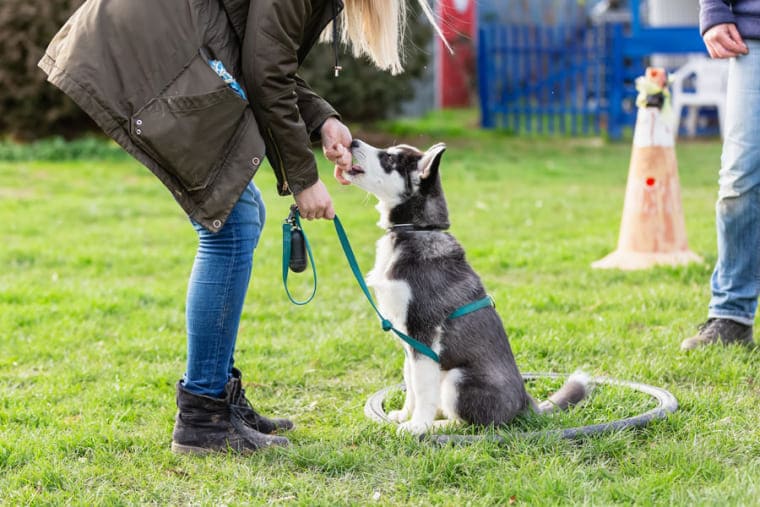 Photographie d'une ducatrice canin avec un chien