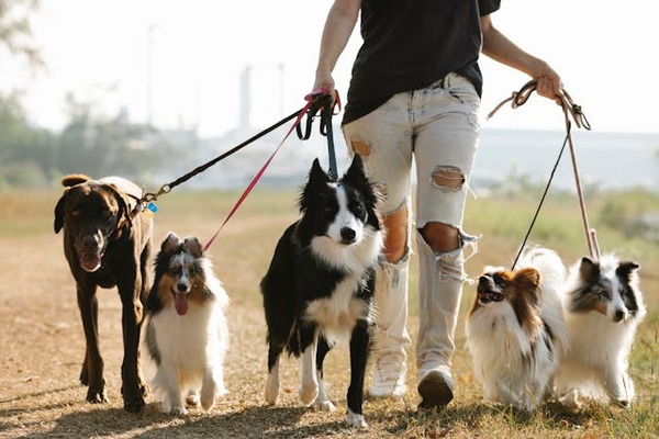 devenir promeneur de chien