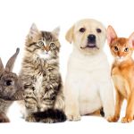 mtiers animaliers