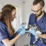 echelon auxiliaire veterinaire