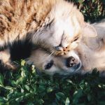 formation leveur canin flin
