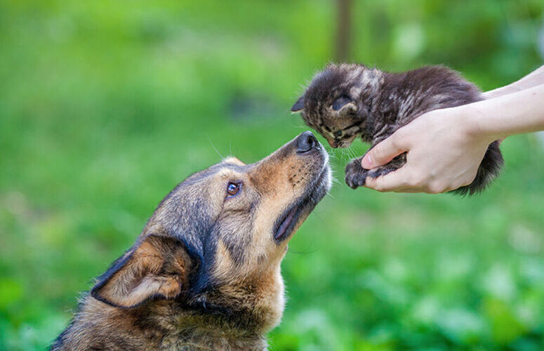 formation leveur canin flin