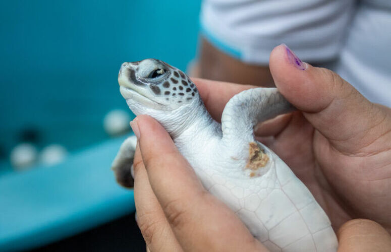 soigneur animalier aquarium