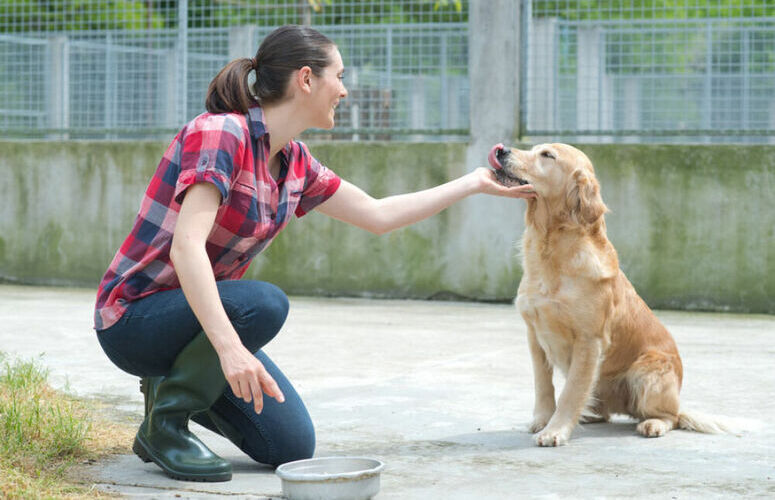 devenir soigneur animalier dans un refuge